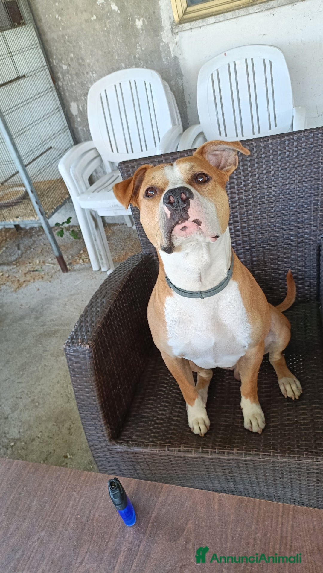 American Staffordshire cani in regalo: Fidanzata per Leo (gratis)  - Annuncio 1