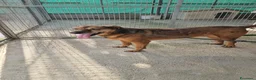 Meticcio cani in regalo: Brown: dolce e sensibile, cerca serenità  - Annuncio 9