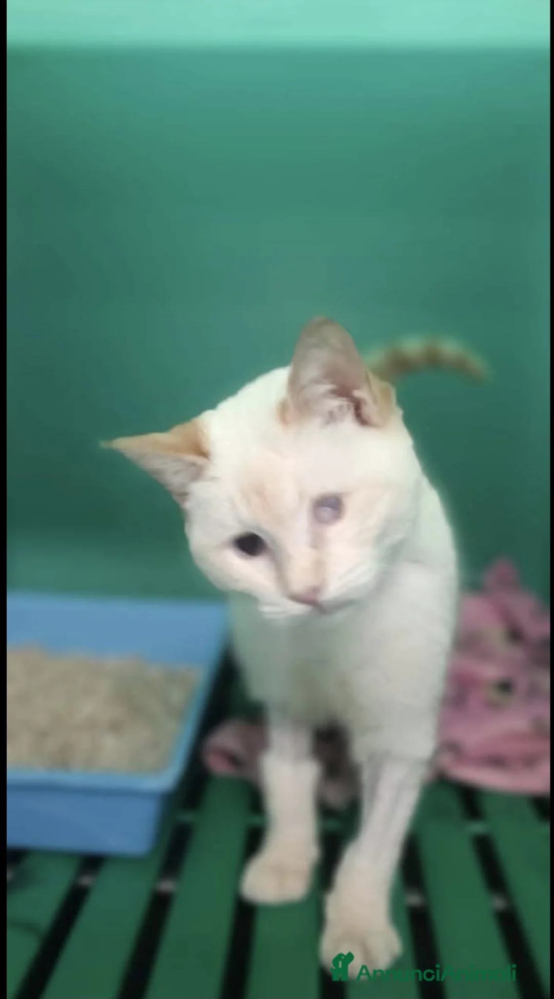 Meticcio gatti in regalo: LUCILLA gattina cieca 3 mesi cerca casa  - Annuncio 2