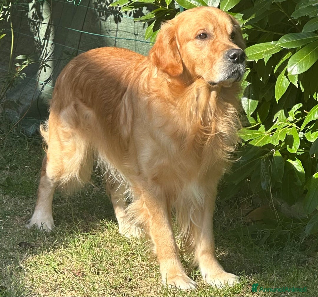 Golden Retriever cani per accoppiamento: Cerco fidanzata - Annuncio 3