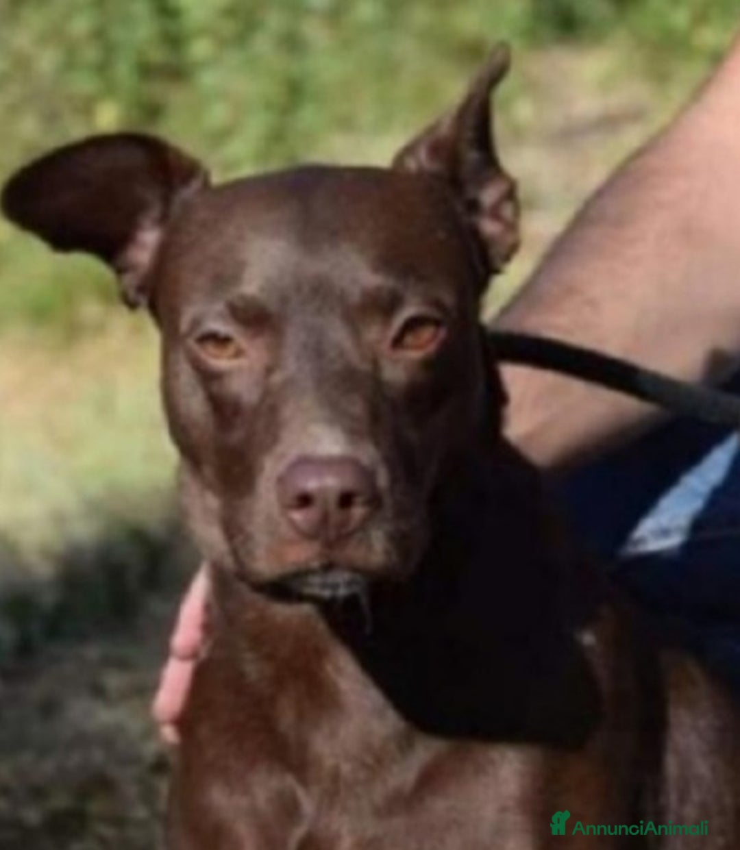 Meticcio cani in regalo: Leila 9anni NESSUNO L HA MAI NOTATA IN CANILE.LAZI a Città metropolitana di Milano - Annuncio 1