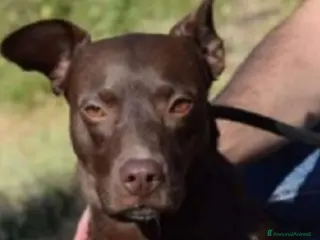 Meticcio cani Leila 9anni NESSUNO L HA MAI NOTATA IN CANILE.LAZI a Città metropolitana di Milano - Annuncio 9