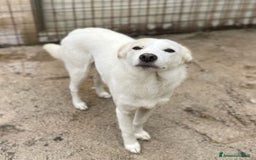 Meticcio cani in regalo: PLUTO TAGLIA PICCOLA a Città metropolitana di Milano - Immagine 3