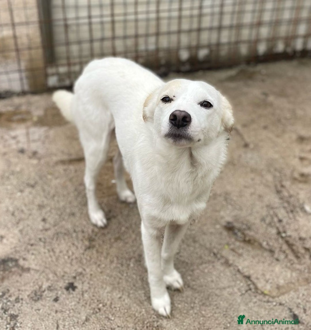 Meticcio cani in regalo: PLUTO TAGLIA PICCOLA a Città metropolitana di Milano - Immagine 3