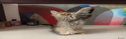 Maine Coon gatti in vendita: Cucciola tigrata Maine coon  - Annuncio 6