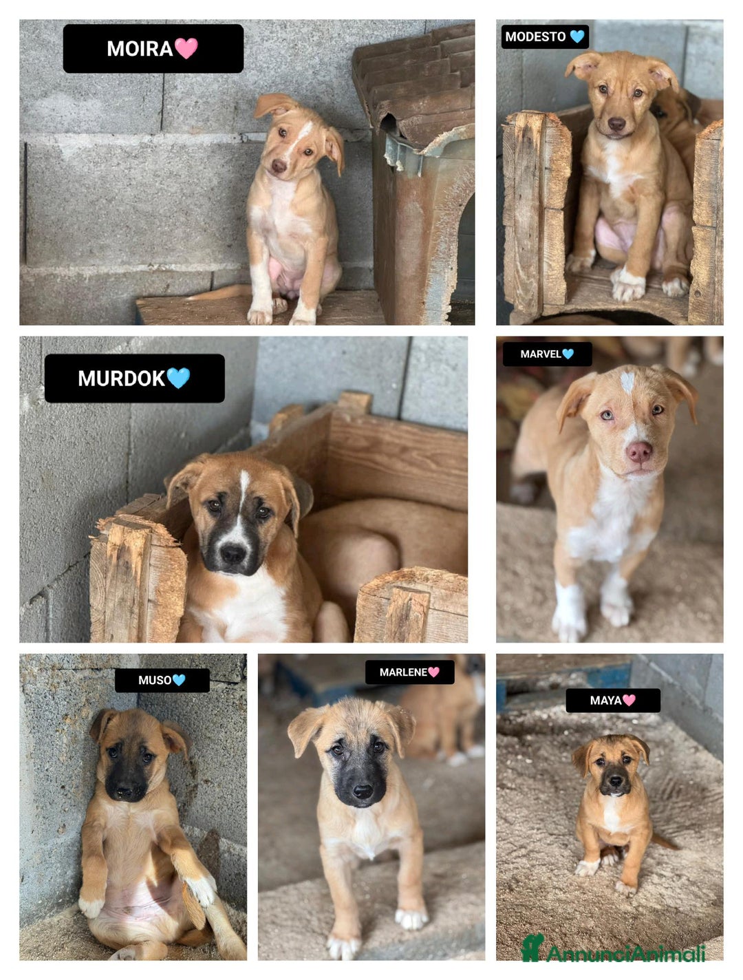 Altre razze cani in regalo: MARVEL, MODESTO, MURDOK,MAYA,MOIRA, MARLENE E MUSO - Annuncio 1