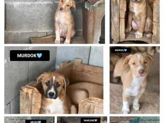 Altre razze cani MARVEL, MODESTO, MURDOK,MAYA,MOIRA, MARLENE E MUSO - Annuncio 42