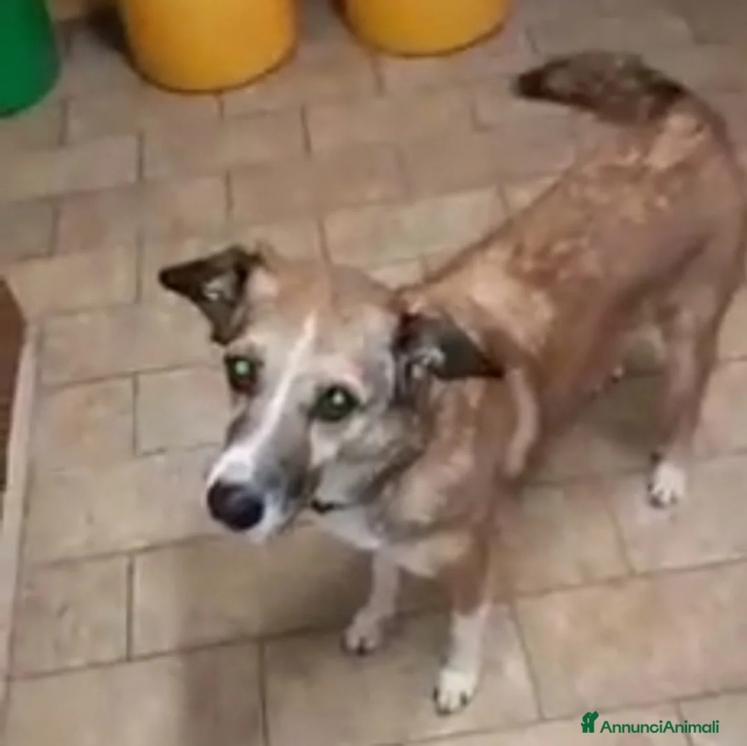 Meticcio cani in regalo: 8anni kg16 mollata 4anni fa dai padroni.PIACENZA a Città Metropolitana di Milano - Annuncio 3