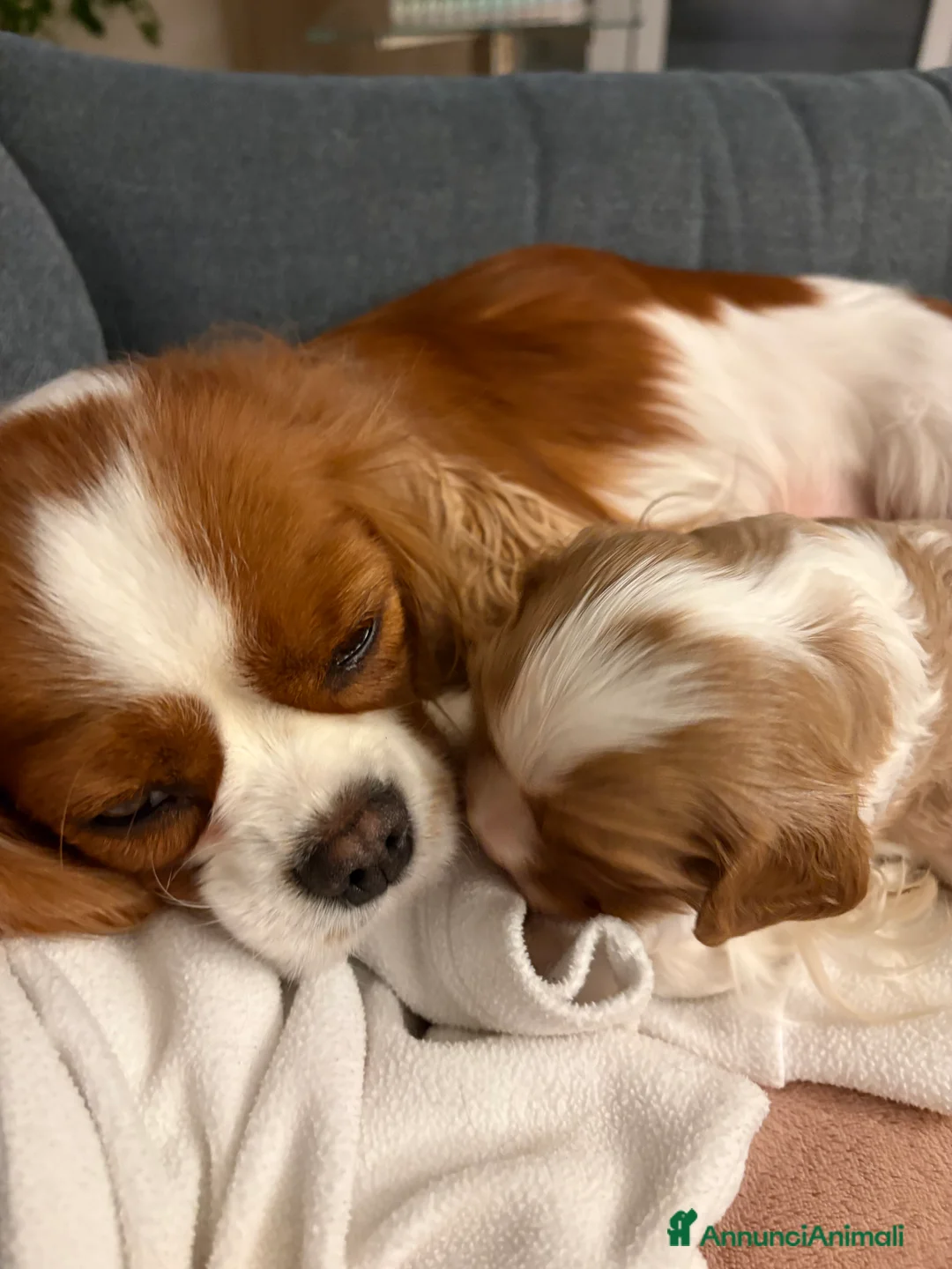 Cavalier King cani in vendita: Vendo cucciolo Blenheim - Annuncio 4