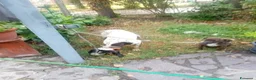 Ariegeois cani in vendita: Cucciolo airegeois a Città Metropolitana di Bologna - Annuncio 3