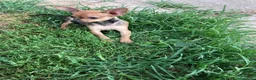 Pinscher Tedesco cani in vendita: Cucciolo di pinscher - Annuncio 3