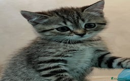 Scottish gatti in vendita: Gattine British a Città Metropolitana di Torino - Immagine 1