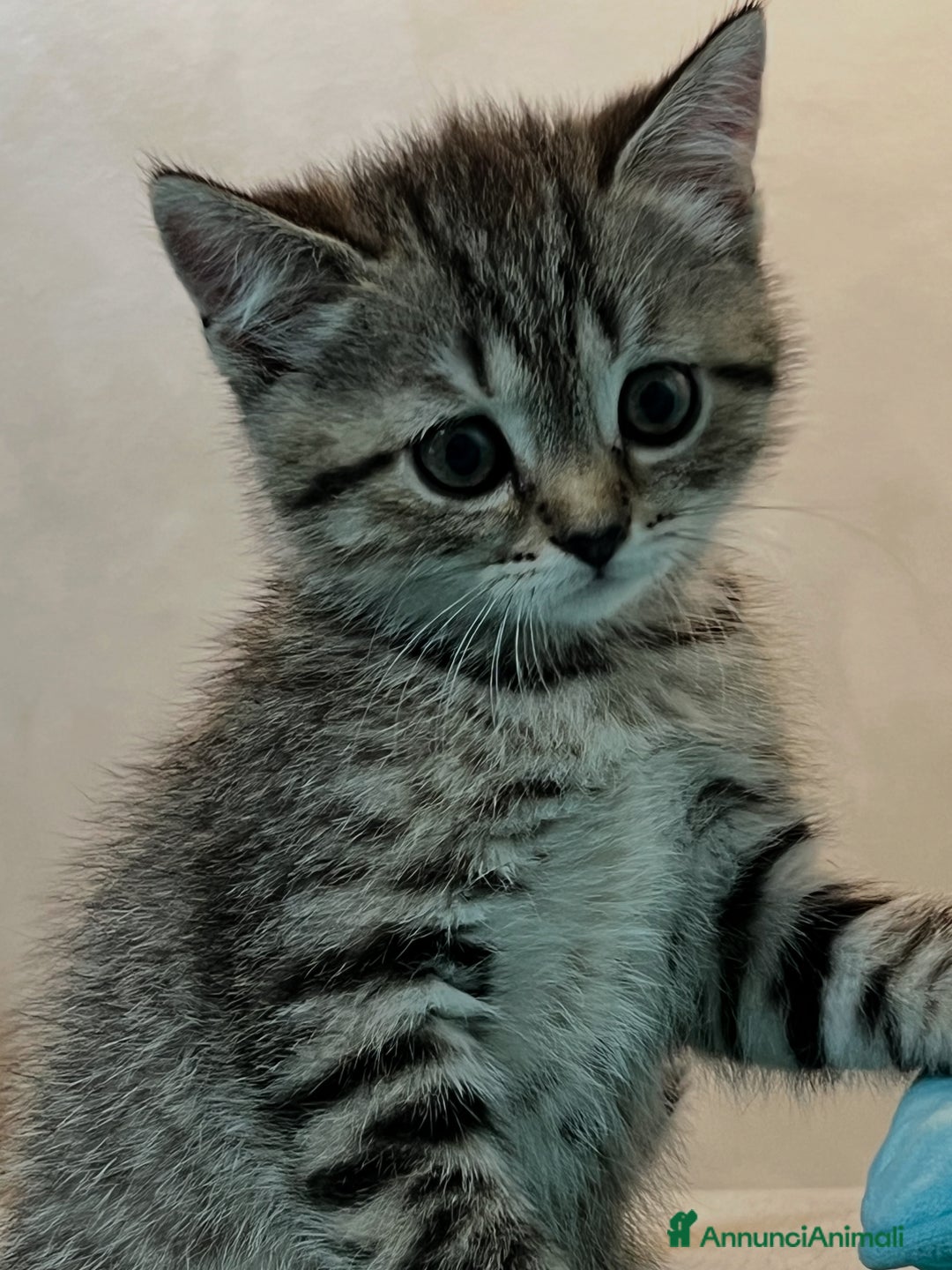 Scottish gatti in vendita: Gattine British a Città Metropolitana di Torino - Immagine 1