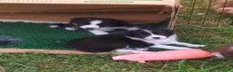 Border Collie cani in vendita: Bellissimi Cuccioli Selezionati - Annuncio 5