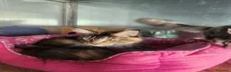 Maine Coon gatti in vendita: Maine coon  - Annuncio 13