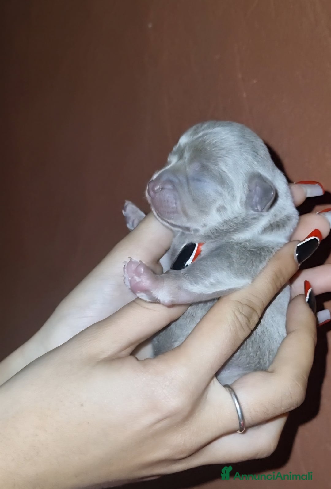 Chihuahua cani in vendita: Cuccioli di chihuahua piccolissimi  - Annuncio 1