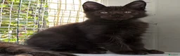 Maine Coon gatti in vendita: Maschietto nero di maine coon (Black Velvet) - Annuncio 2