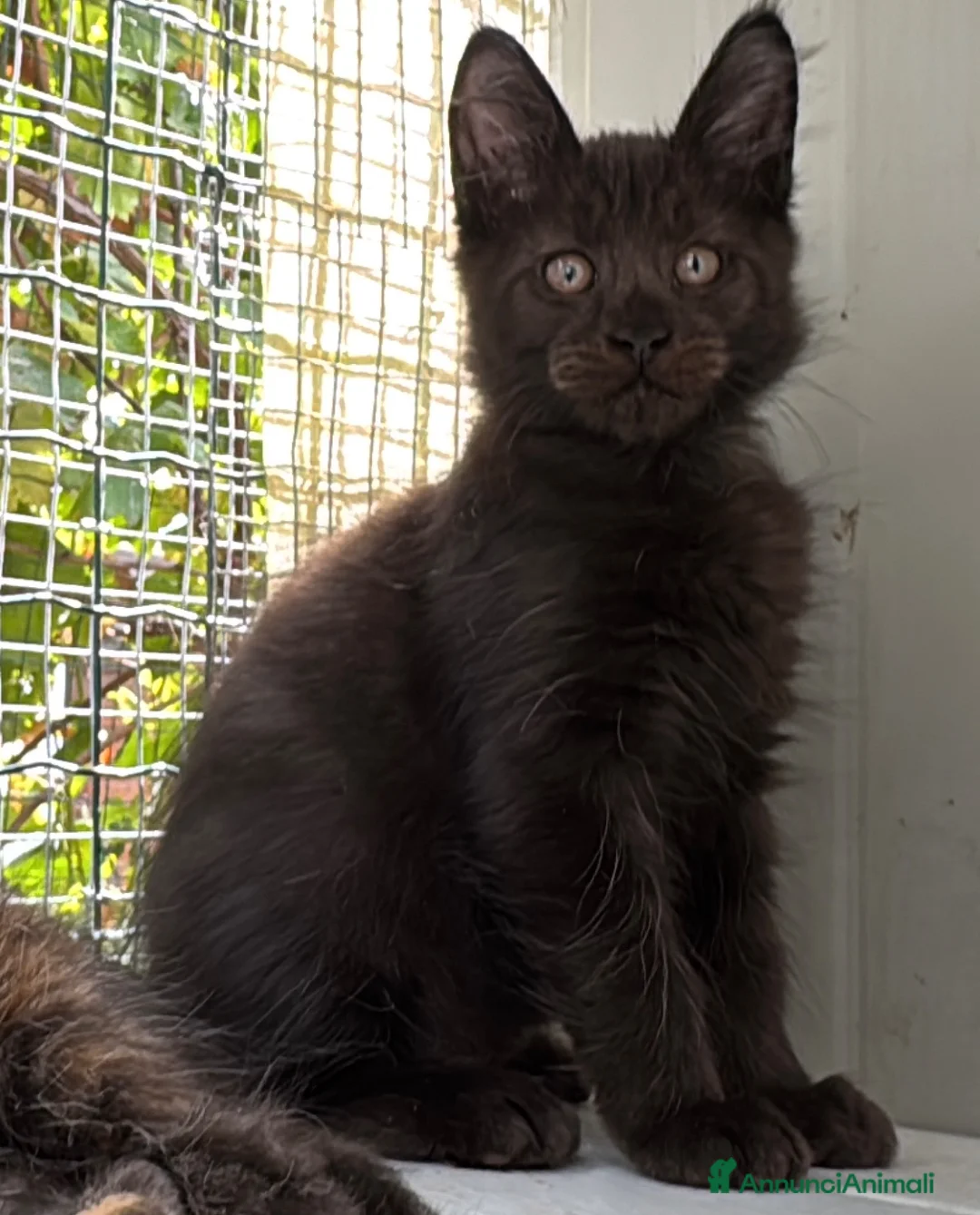 Maine Coon gatti in vendita: Maschietto nero di maine coon (Black Velvet) - Annuncio 2