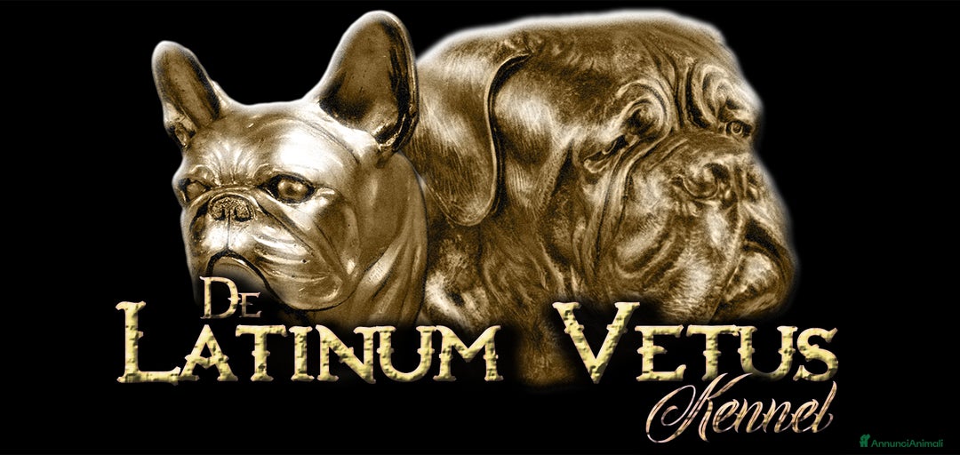 Immagine della galleria {{count}}