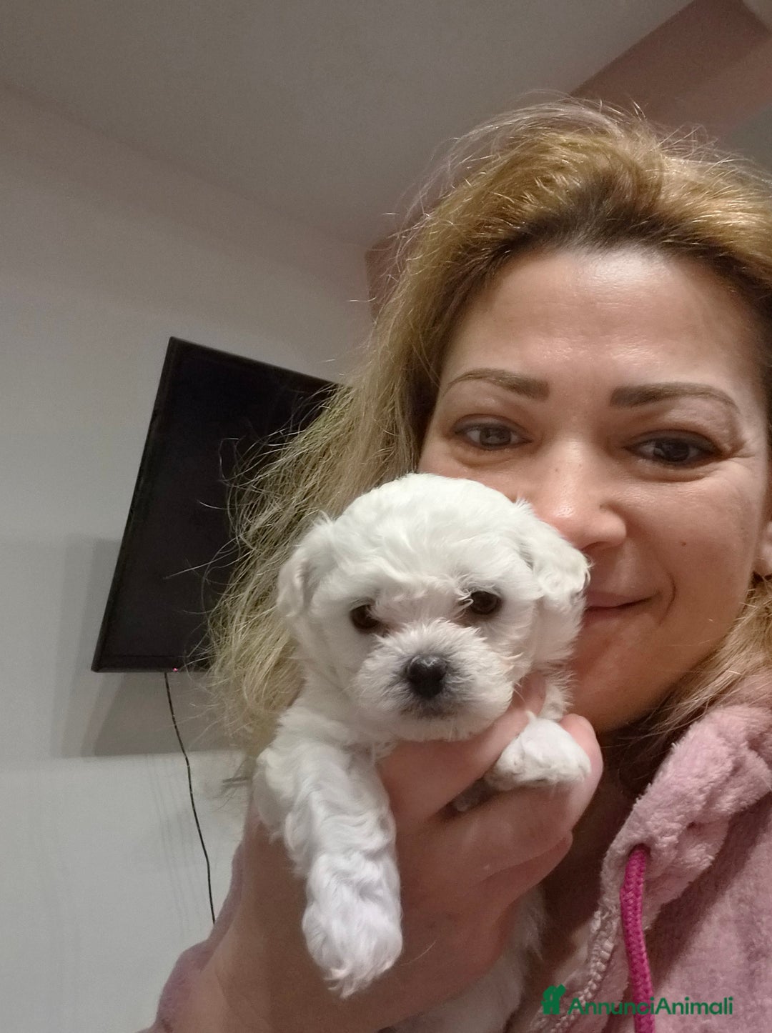 Maltese cani in vendita: Cuccioli maltesi  taglia mini/piccola pelo riccio  - Annuncio 1
