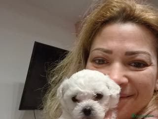 Maltese cani Cuccioli maltesi taglia mini/piccola pelo riccio - Annuncio 5