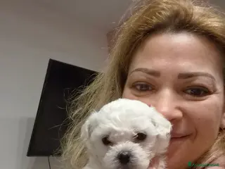 Maltese cani Cuccioli maltesi taglia mini/piccola pelo riccio - Annuncio 21