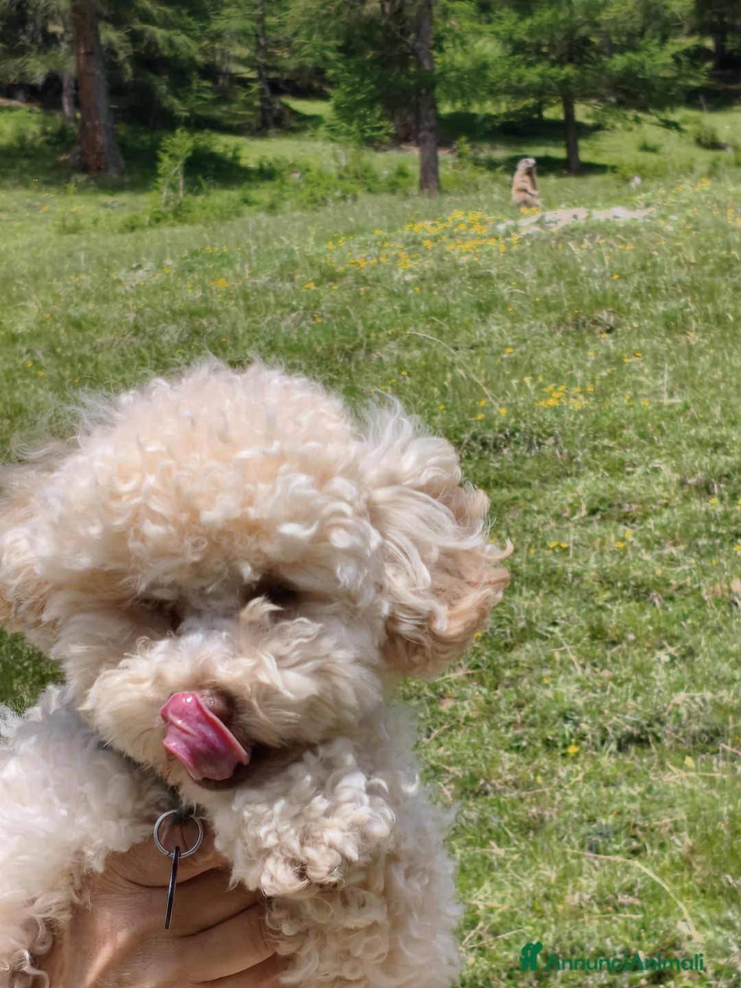 Barboncino Toy cani per accoppiamento: Disponibile barboncino toy per monta a Provincia di Bergamo - Annuncio 2
