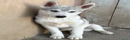Husky cani in vendita: Siberian Husky, cuccioli alta genealogia  a Provincia di Ravenna - Annuncio 4