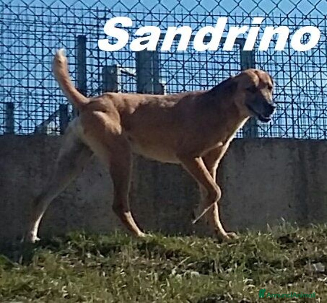 Meticcio cani in regalo: SANDRINO 5anni dolce simpaticone! - Annuncio 3