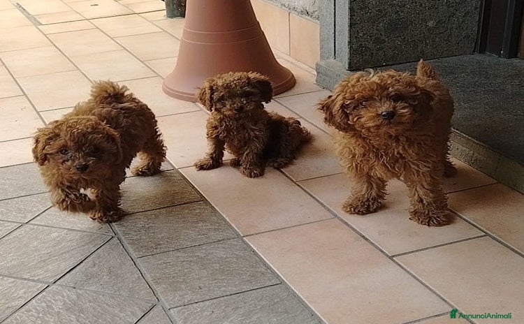 Barboncino Toy cani a Città metropolitana di Roma Capitale - Annuncio 8