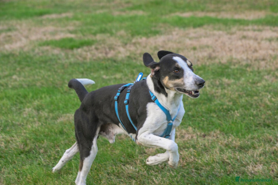 Segugio cani in regalo: ZEUS, mix segugio energico e affettuoso - Annuncio 2