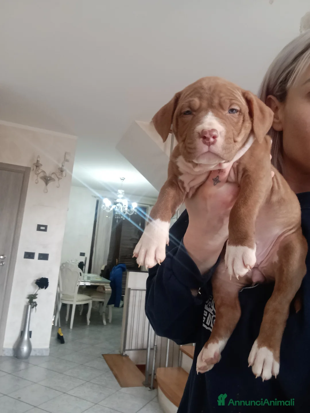 Pitbull cani in vendita: American Pitbull terrier ukc  - Annuncio 3