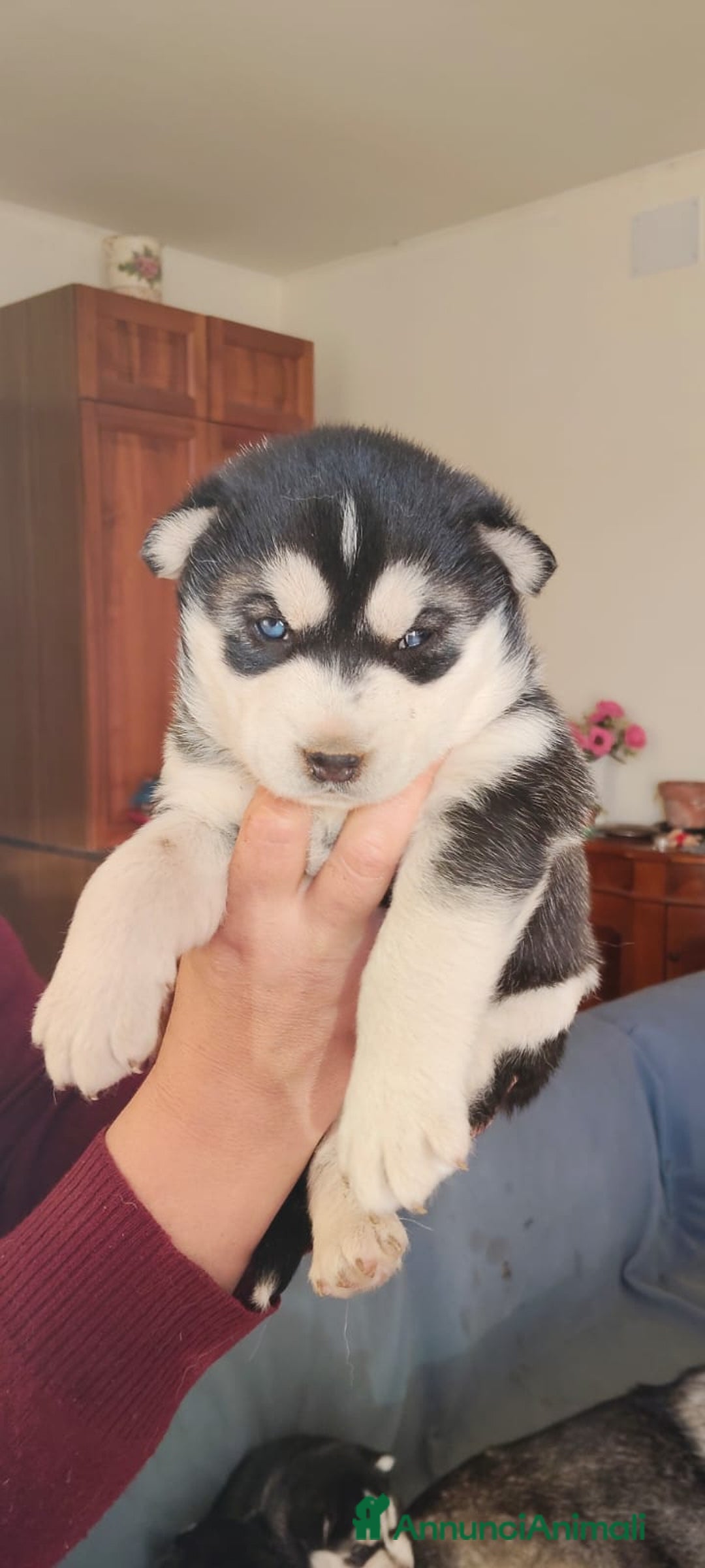 Husky cani in vendita: Vendo Cuccioli di Siberian Husky - Annuncio 6