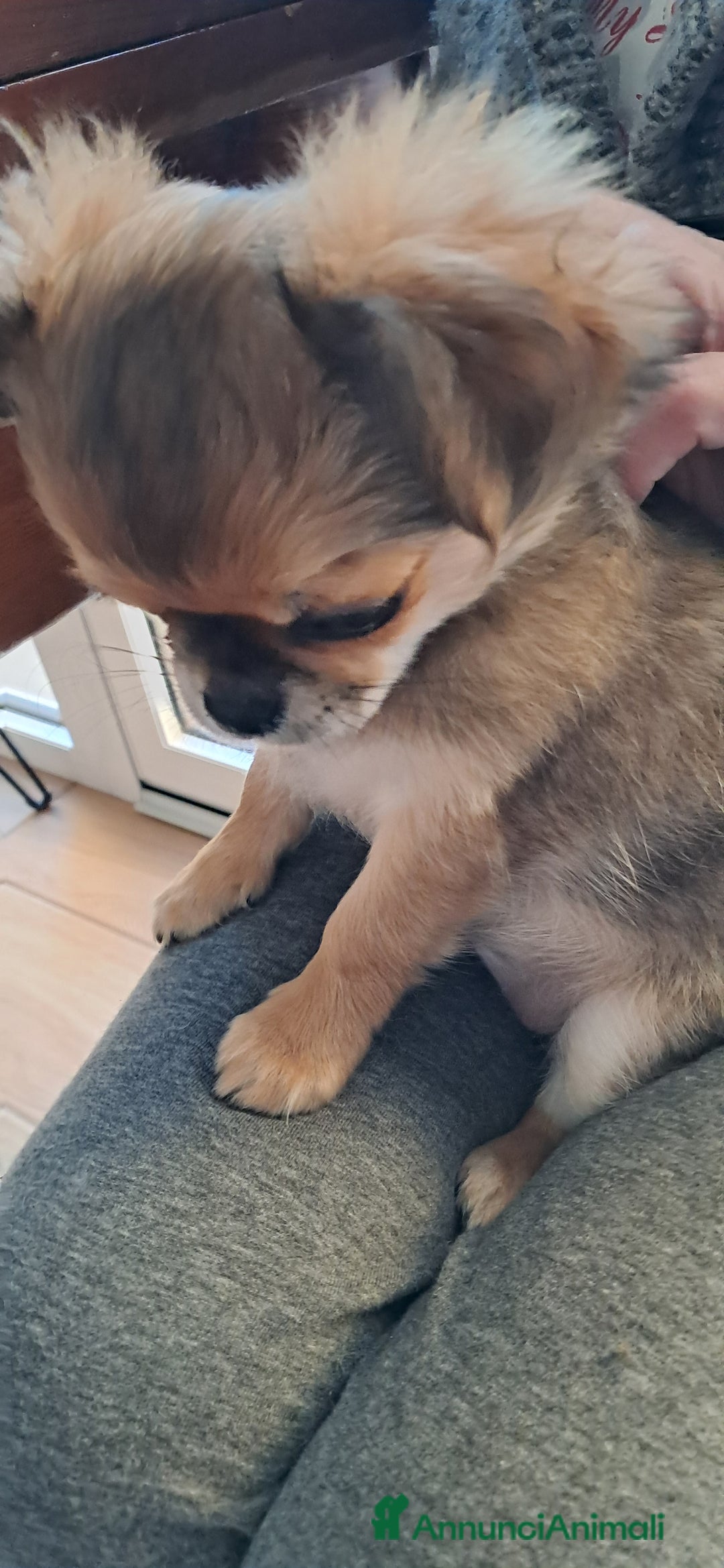 Chihuahua cani in vendita: Cucciola chihuahua con Pedigree Enci  - Annuncio 3