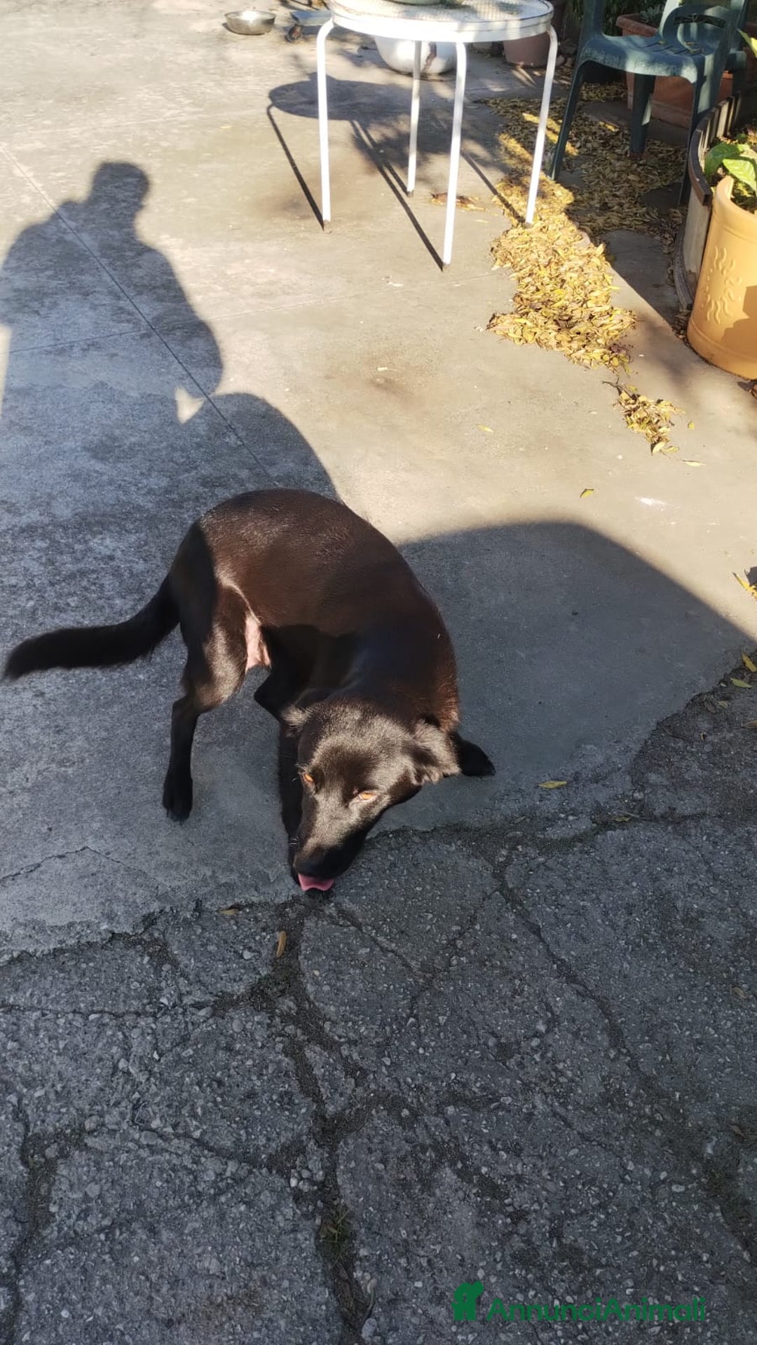 Meticcio cani in regalo: 2 cuccioli meticci neri - Annuncio 4