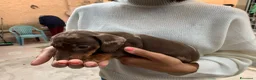 Bassotto cani in vendita: Bassotti nani a Provincia di Viterbo - Annuncio 4