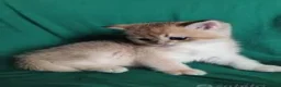 Scottish gatti in vendita: Cuccioli Scottish fold e straight pedigree ENFI - Annuncio 6