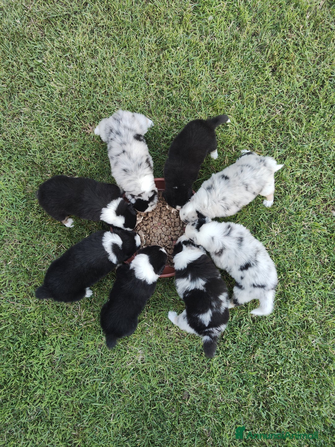 Australian Shepherd cani in vendita: Disponibili cuccioli australian shepherd a Provincia di Savona - Immagine 9