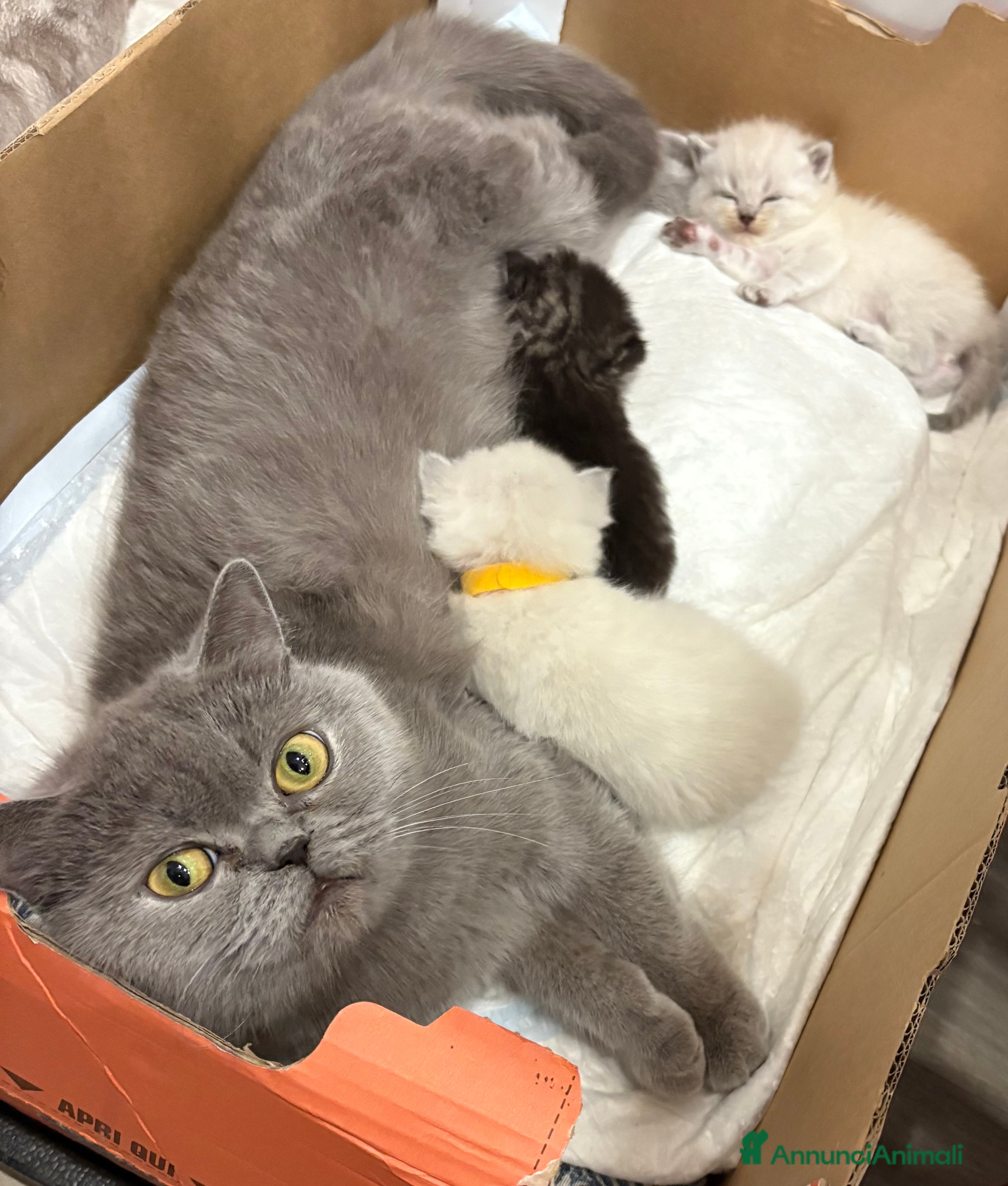 British gatti Scottish fold sthrait  - Annuncio 1