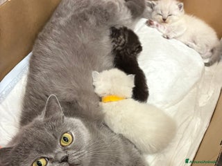 British gatti Scottish fold sthrait - Annuncio 2