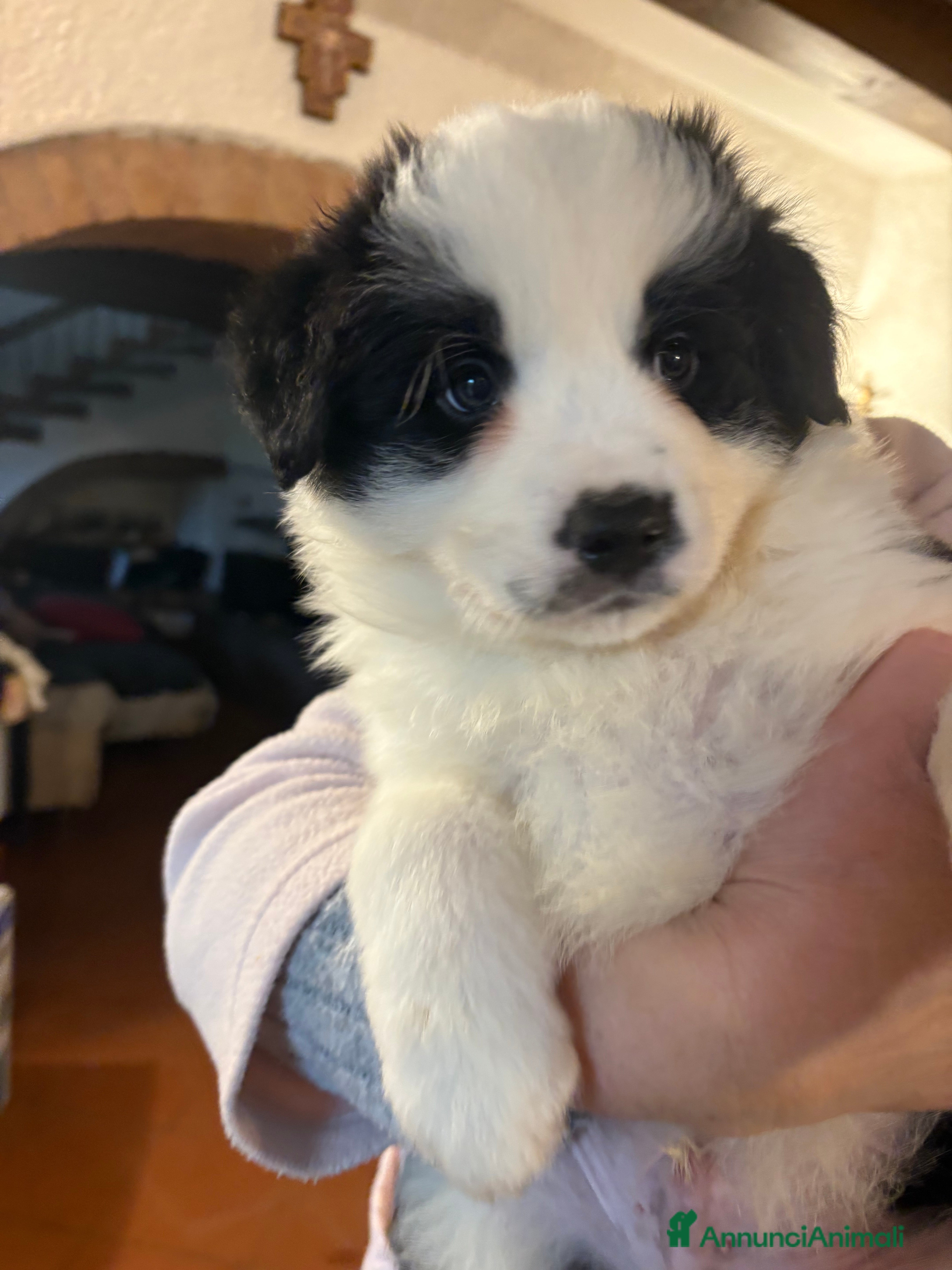 Border Collie cani Border collie con pedigree  - Annuncio 1
