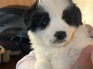 Border Collie cani Border collie con pedigree - Annuncio 14