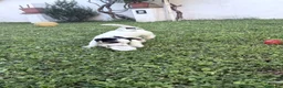 Jack Russell cani in vendita: Maschio tricolore pelo ruvido - Annuncio 5