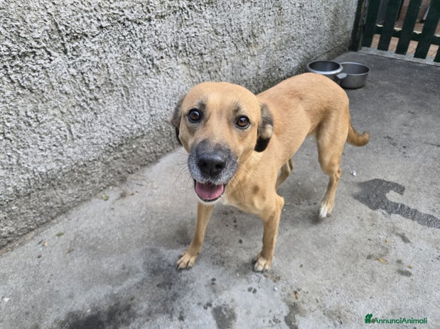 Meticcio cani - Annuncio 2