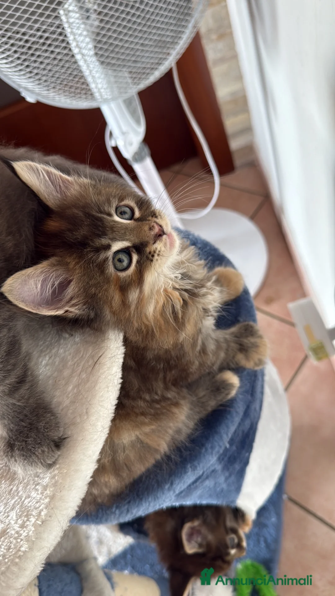 Maine Coon gatti in vendita: Cuccioli di Manine Coon disponibili da giugno - Annuncio 8