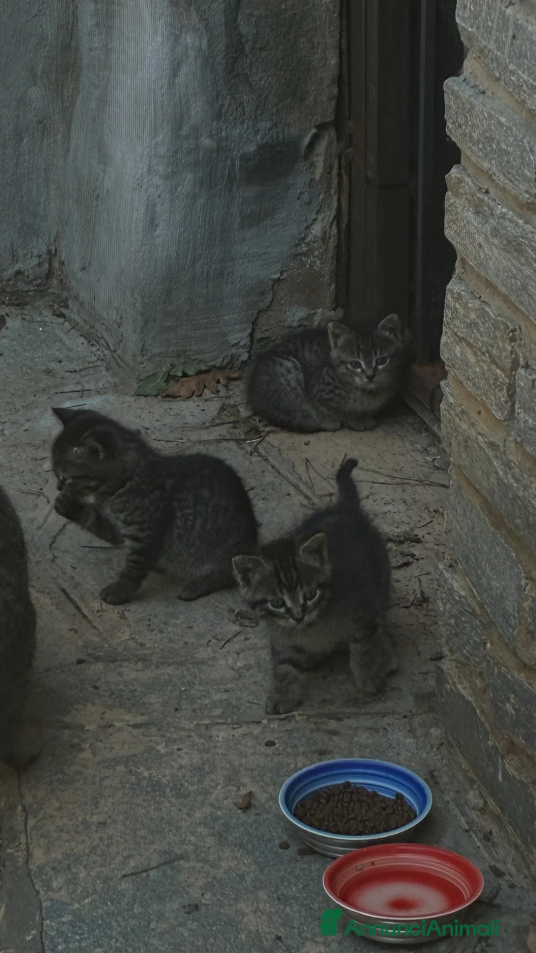 Europeo gatti in regalo: Gattini in regalo a Città Metropolitana di Torino - Annuncio 7