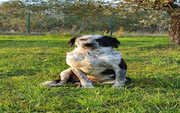 Segugio cani in regalo: VIRGINIA, una timida cagnolina  a Pomezia - Immagine 18