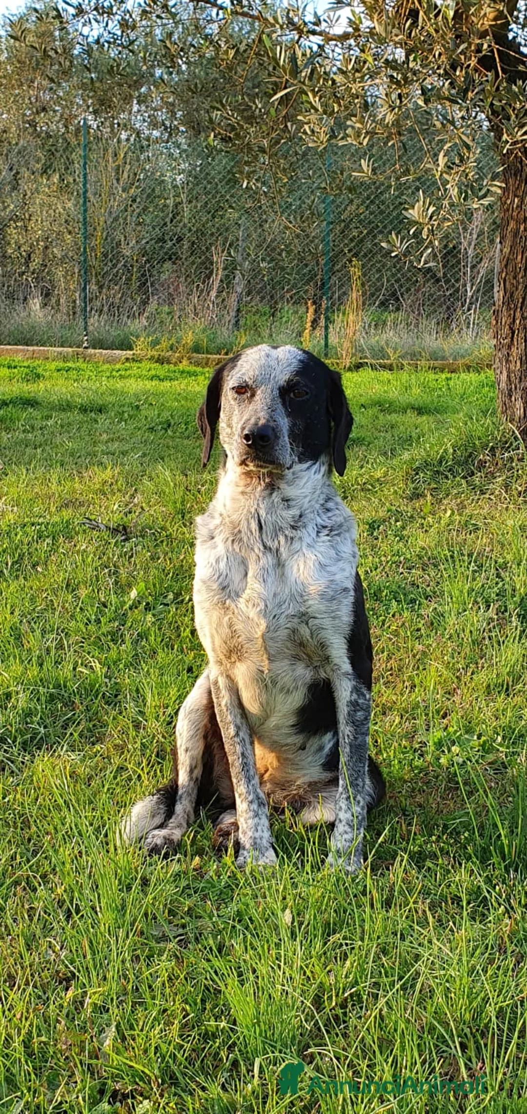 Segugio cani in regalo: VIRGINIA, una timida cagnolina  a Pomezia - Annuncio 18