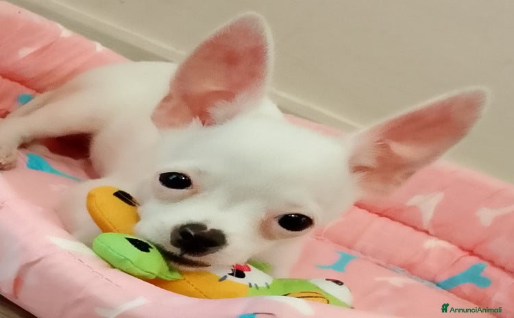 Chihuahua cani - Annuncio 20