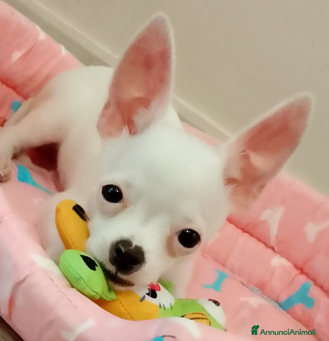 Chihuahua cani in vendita: Cucciolo chihuahua  - Annuncio 1